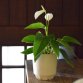miyama. plant pot L - vanilla white