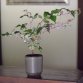 miyama. plant pot S - brown